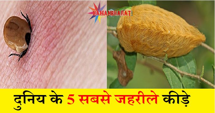 ये हैं भारत में पाए जाने वाले 5 सबसे खतरनाक कीड़े ,जो पलक झपकते ही ले लेते है जान - NamanBharat ये हैं भारत में पाए जाने वाले 5 सबसे खतरनाक कीड़े ,जो पलक झपकते ही ले लेते है जान - NamanBharat