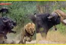 शेर ने ऐसा क्या किया जो ये भैसा बन गया उसकी जान का दुश्मन, देखे विडियो