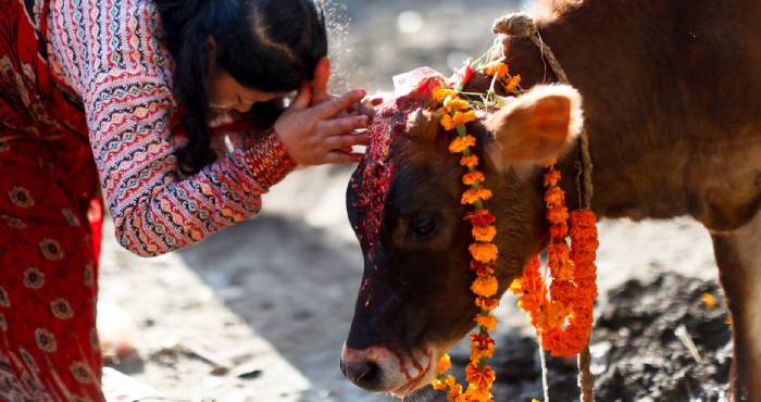 गाय देती हैं ये 3 संकेत