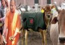 अयोध्या की गायों को ये क्या पहनाने की तैयारी कर रही है योगी सरकार