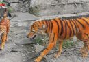 सड़क पर सरेआम चलता मिला अजीबोगरीब ‘बाघ’, जानिए क्या है इस वायरल तस्वीर का सच