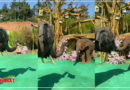 सोशल मीडिया पर छाया हाथी का प्रपोजल Video, कुछ इस अंदाज में गुलदस्ता ले जाकर हथिनी को किया प्रपोज, देखें