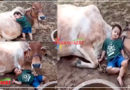 कभी गर्दन पर चढ़ जाता तो कभी गोद में लेट जाता, नन्हे बच्चे का गाय से प्रेम देखकर भर आएंगी आंखें: Video
