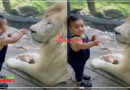 शेर के साथ बिना डरे खेलता नजर आया छोटा बच्चा, ये क्यूट Video देख मुस्कुरा देंगे आप