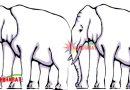 इस तस्वीर में कितने हैं हाथी के पैर? सही जवाब देने में चकराया लोगों का सिर